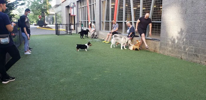 Halstead Square Dog Park 4