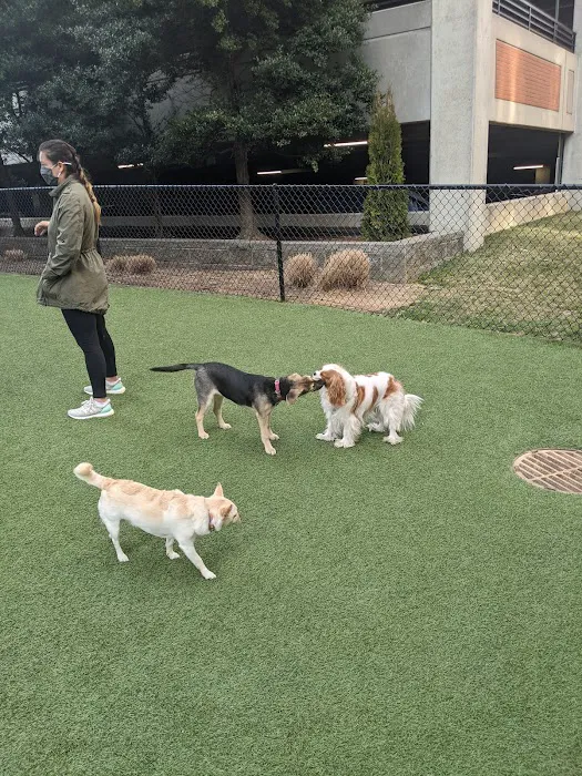 Halstead Square Dog Park 7