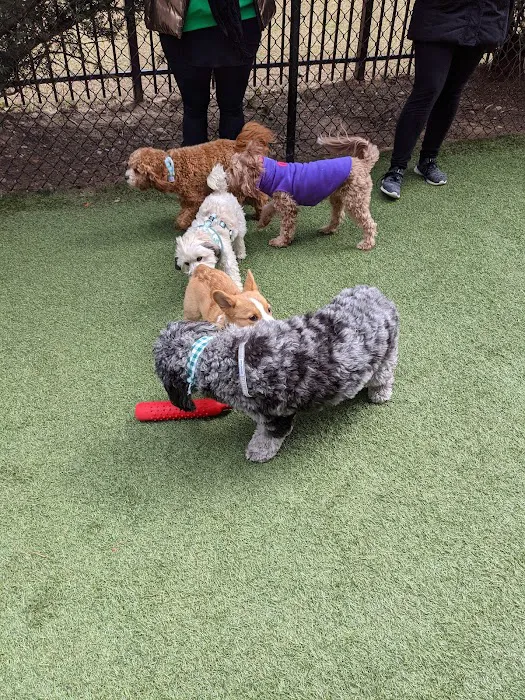 Halstead Square Dog Park 3