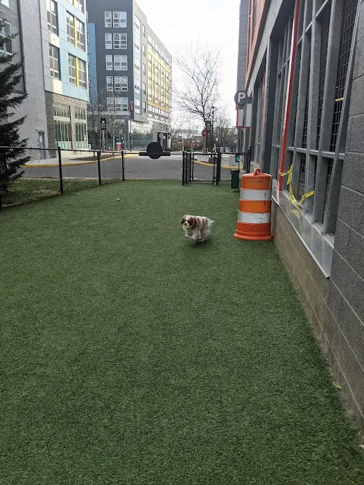 Halstead Square Dog Park 5