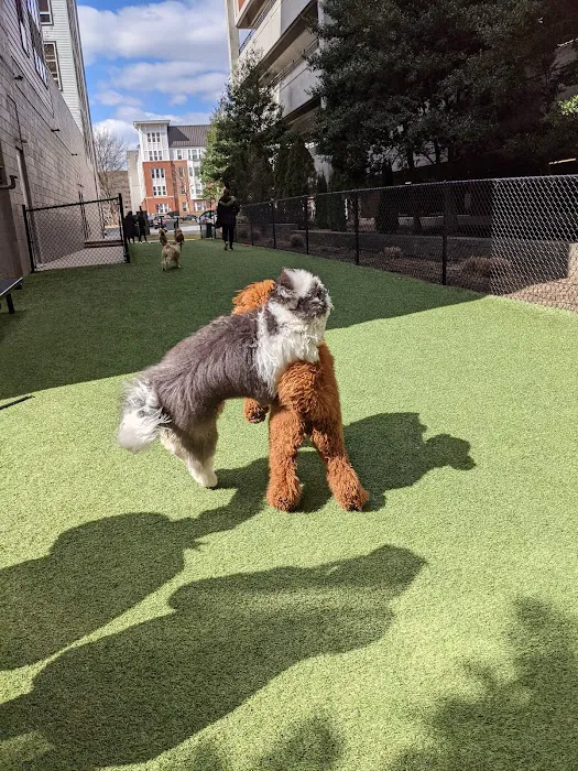 Halstead Square Dog Park 1