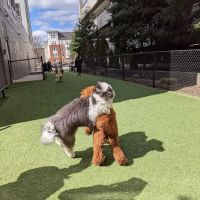 Halstead Square Dog Park ico