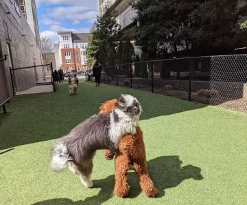Halstead Square Dog Park