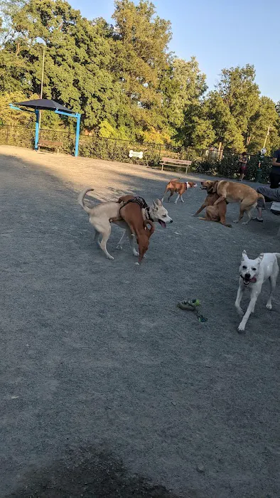 Fairfax City Dog Park 9