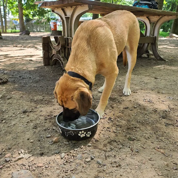 Dulles Gateway Dog Park 7