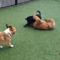 Mosaic Dog Park ico