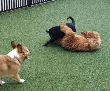 Mosaic Dog Park