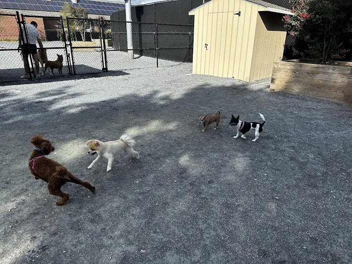 Shaw Dog Park 4