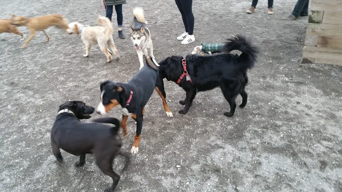 Shaw Dog Park 9