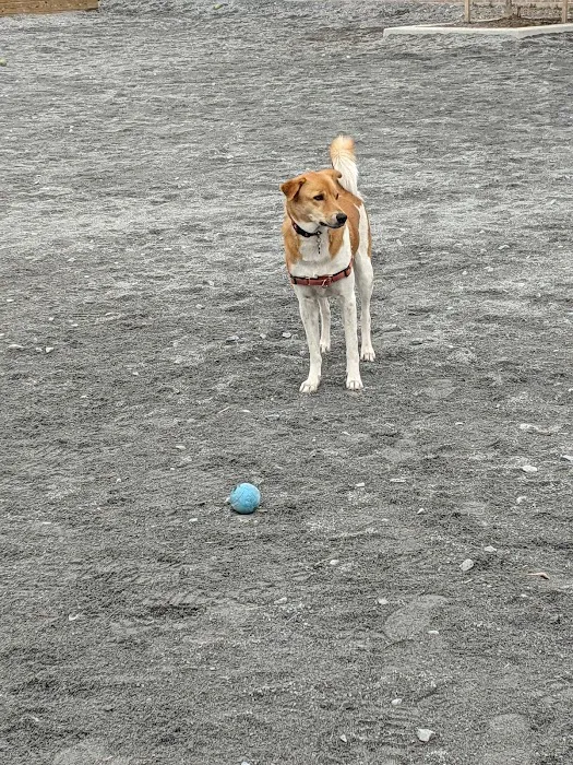 Shaw Dog Park 7