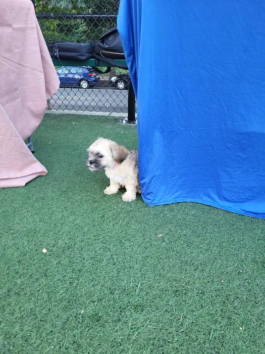 Bundy Dog Park 2