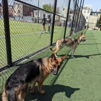 Bundy Dog Park ico
