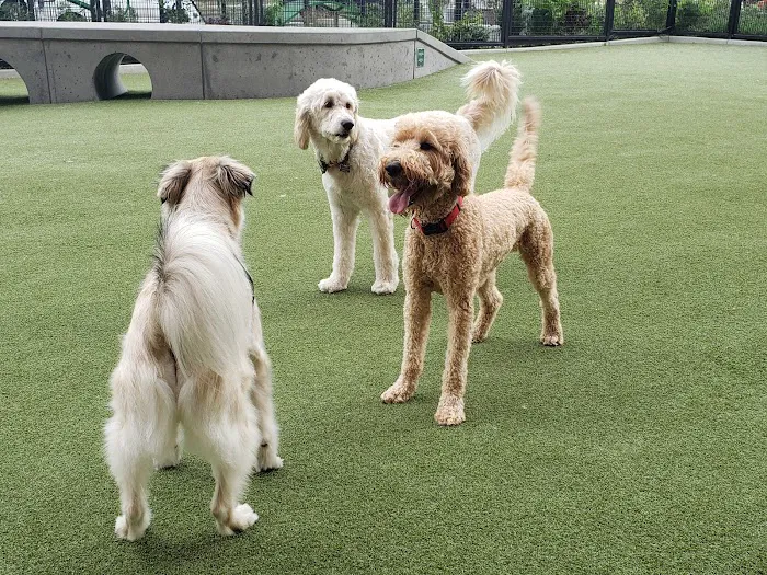 Swampoodle Dog Park & Playground 9