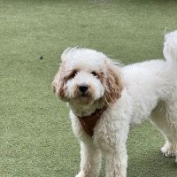 Swampoodle Dog Park & Playground ico