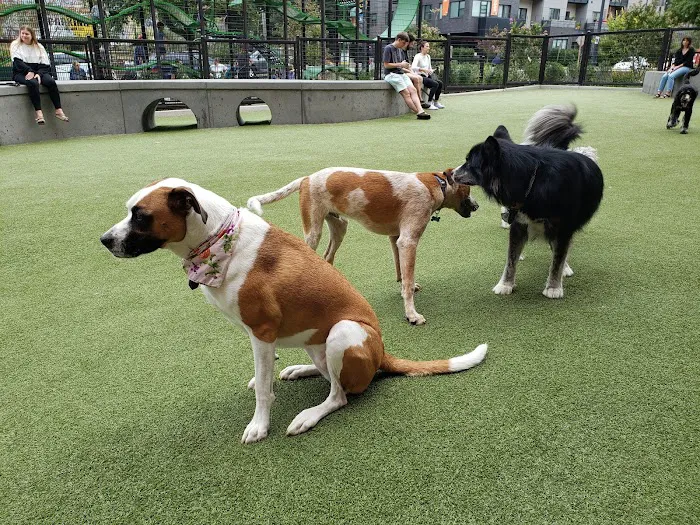 Swampoodle Dog Park & Playground 5