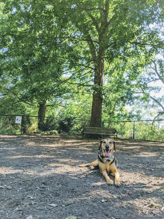 Dog Park 7