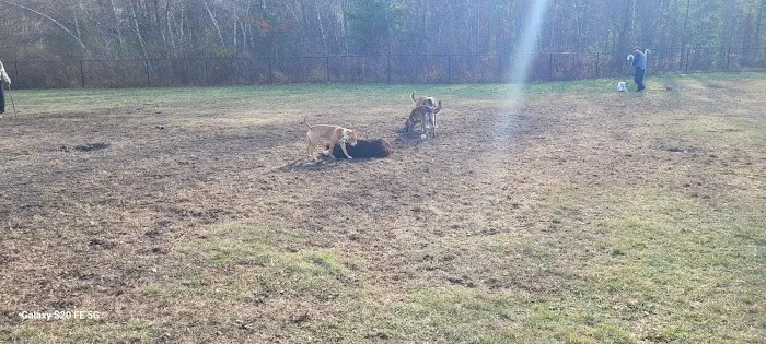 Friend Lee Pets Dog Park 8