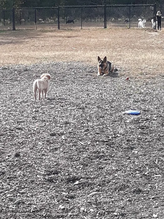 Friend Lee Pets Dog Park 5