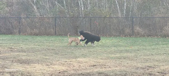 Friend Lee Pets Dog Park 3