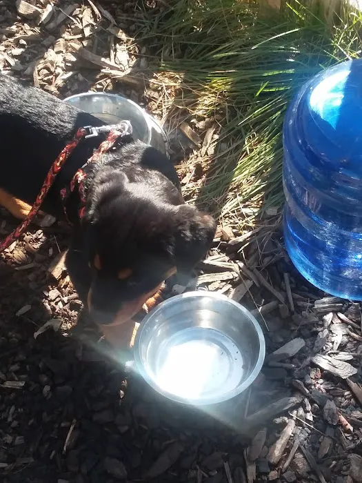 Friend Lee Pets Dog Park 2