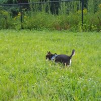 Friend Lee Pets Dog Park ico