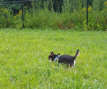 Friend Lee Pets Dog Park