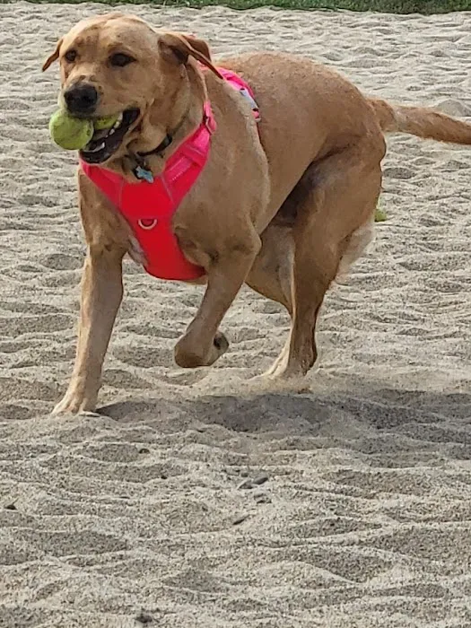 Portsmouth Dog Park 2