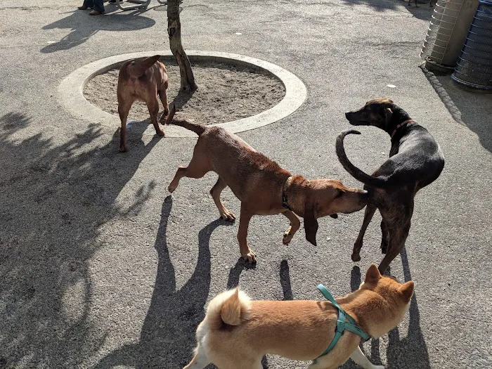 James Hunter Dog Park 7