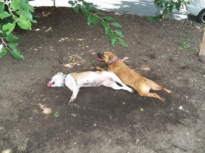 James Hunter Dog Park 8
