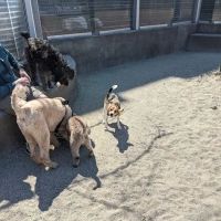 James Hunter Dog Park ico