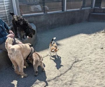 James Hunter Dog Park