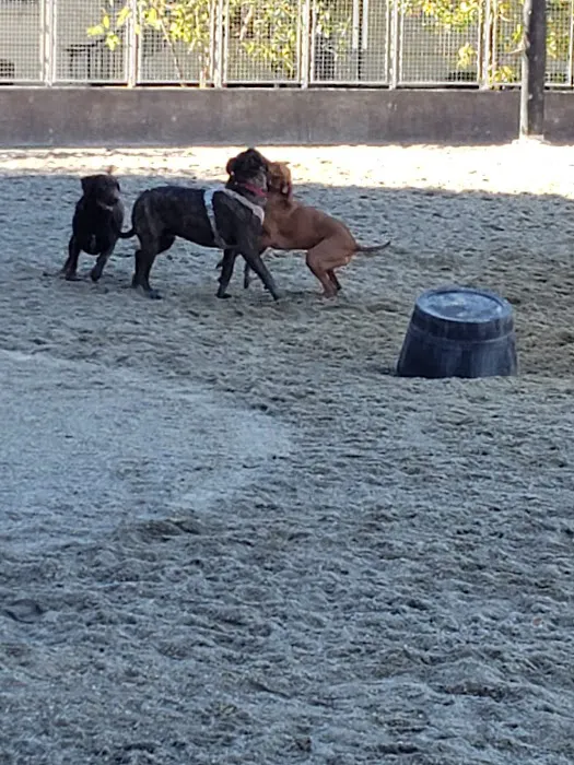 Clarendon Dog Park 1