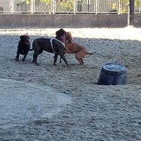 Clarendon Dog Park ico