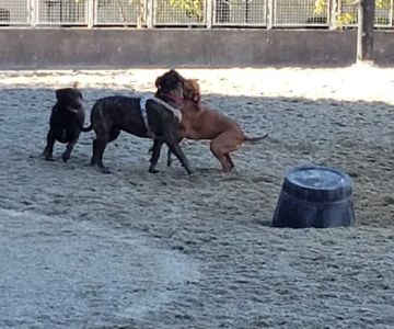 Clarendon Dog Park