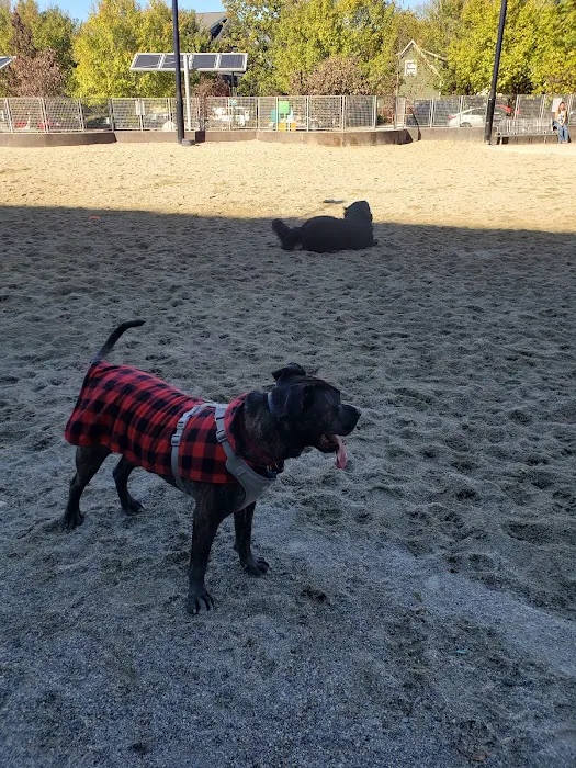 Clarendon Dog Park 2