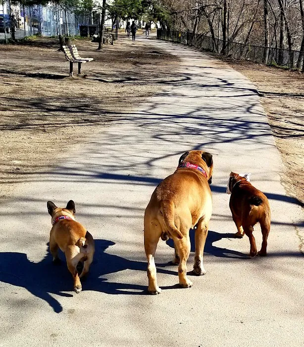 Clarendon Dog Park 7