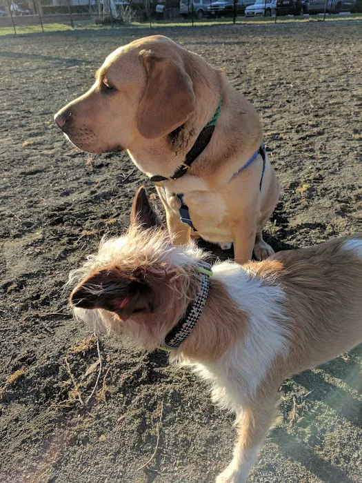 Lansburgh Dog Park 6
