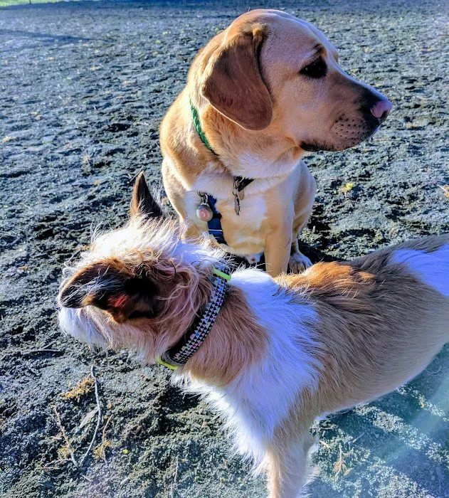 Lansburgh Dog Park 8