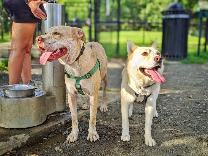 Lansburgh Dog Park 5