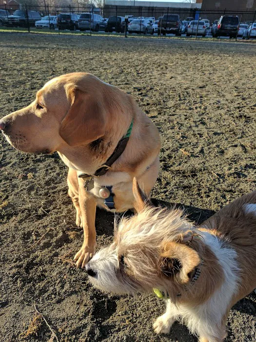 Lansburgh Dog Park 4