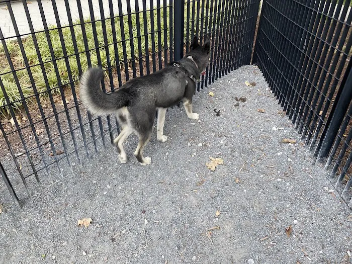 Yards Park Dog Park 10