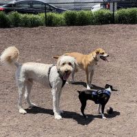 Dock 79 & Maren Dog Park (Private) ico