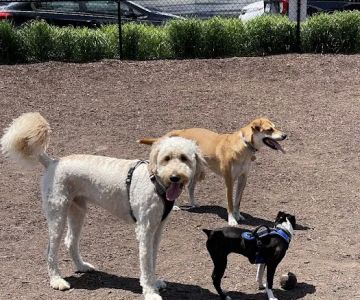 Dock 79 & Maren Dog Park (Private)
