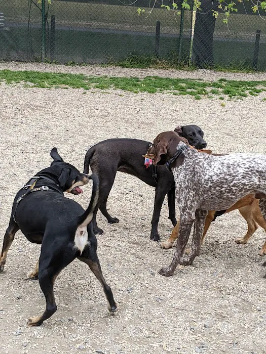 Benjamin Banneker Dog Park 6