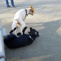 Benjamin Banneker Dog Park ico