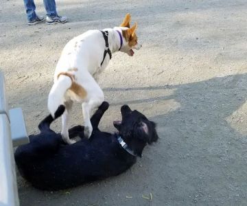 Benjamin Banneker Dog Park