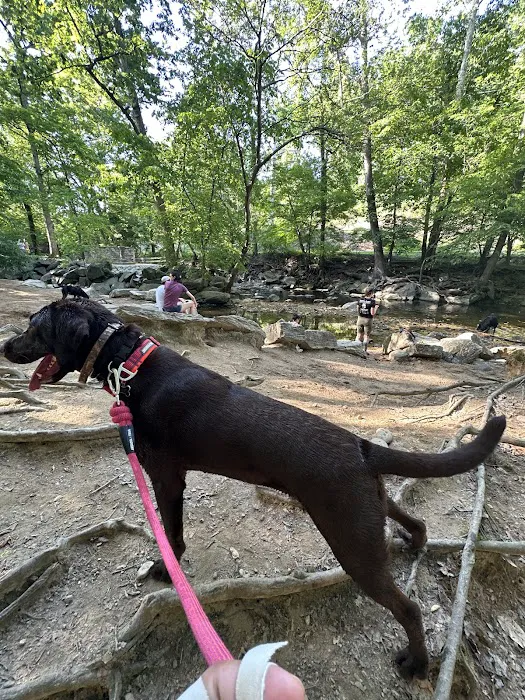 Glencarlyn Dog Park 5