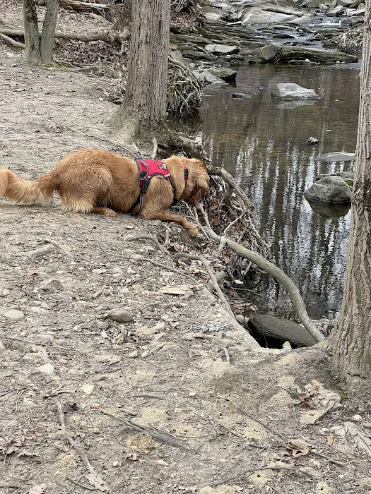 Glencarlyn Dog Park 7