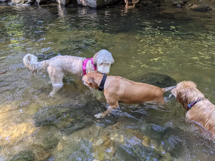 Glencarlyn Dog Park 8