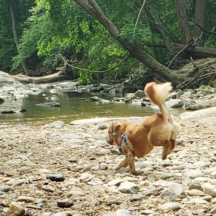 Glencarlyn Dog Park 6